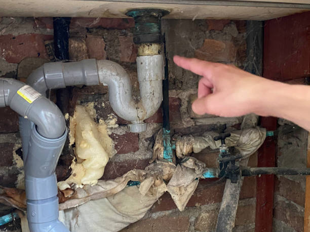Best Mold removal after water damage  in Carthage, IL
